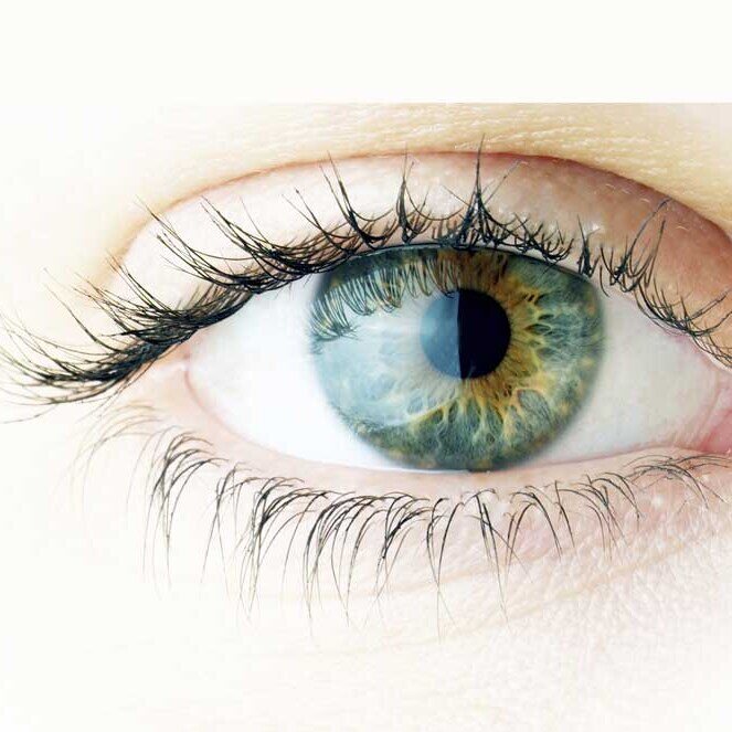 Contact lenses Daily Monthly Color — Eye-Shop